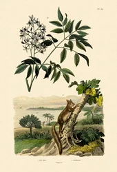 Aye-Aye